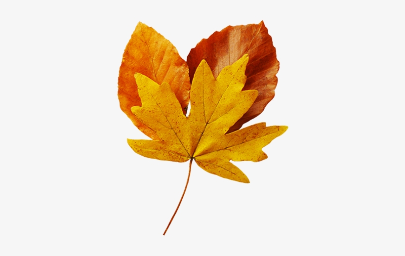 Free Beautiful Autumn Cliparts Download Free Clip Art - Realistic Fall Leaves Transparent, transparent png #4370162