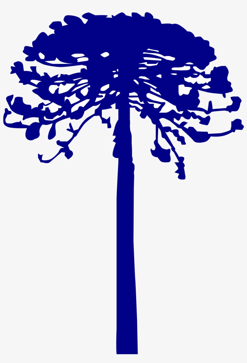 Open - Araucaria Vector, transparent png #4370203