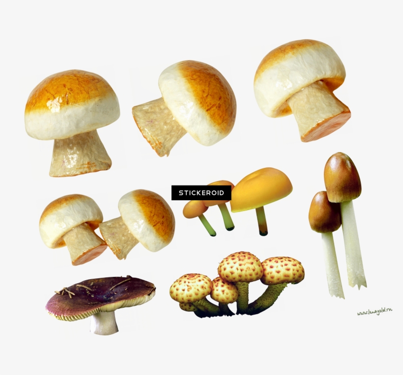 Mushroom, transparent png #4370722