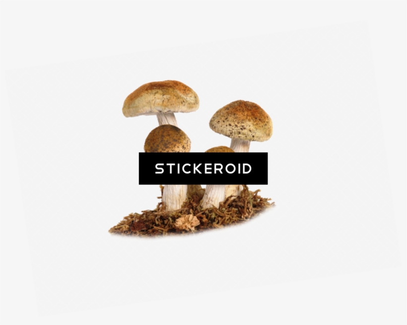 Shiitake, transparent png #4370781