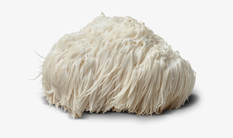 Lions Mane Mushroom - Lion's Mane Mushroom Png, transparent png #4370851