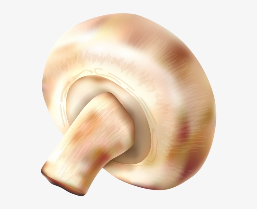 Mushroom Transparent Png Clip Art Image - Mushrooms Food Png, transparent png #4371035