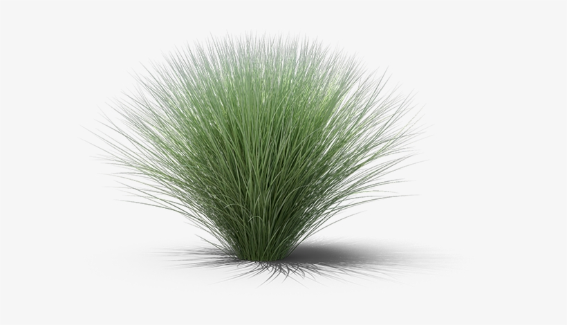 Product Item - Sweet Grass, transparent png #4374384