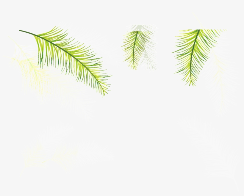 Three Coniferous Leaves Transparent Plant Vector - Attalea Speciosa, transparent png #4374385