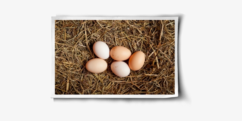 Chick Eggs In Nest Png, transparent png #4375607