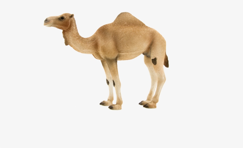 Arabian Camel, transparent png #4375675