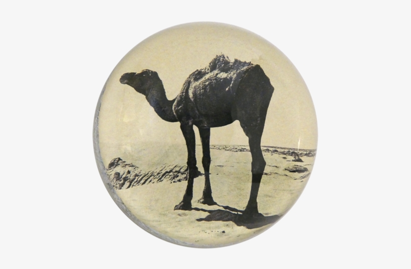 Catbird, transparent png #4375706