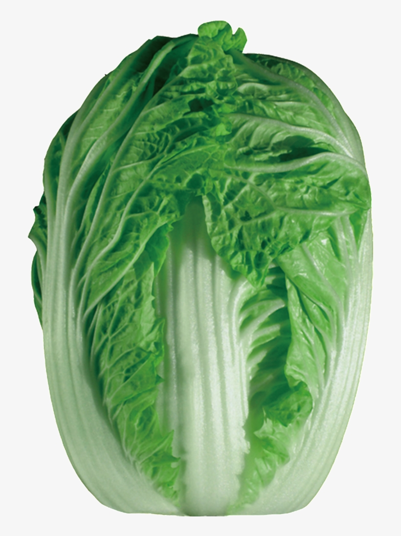 Chinese Cabbage Hd Png - 没 人 爱 的 孩子, transparent png #4375928