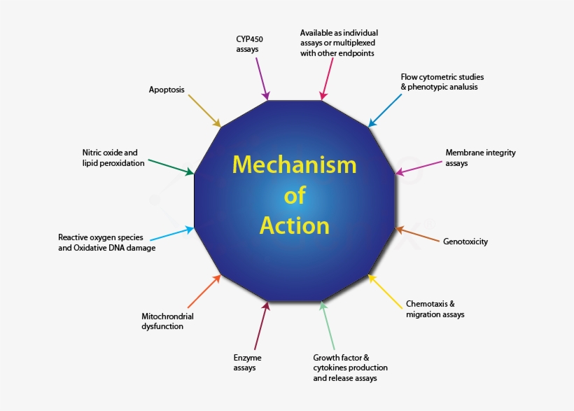 Mechanism Of Action Studies - Cytokines Mechanism Of Action, transparent png #4376744