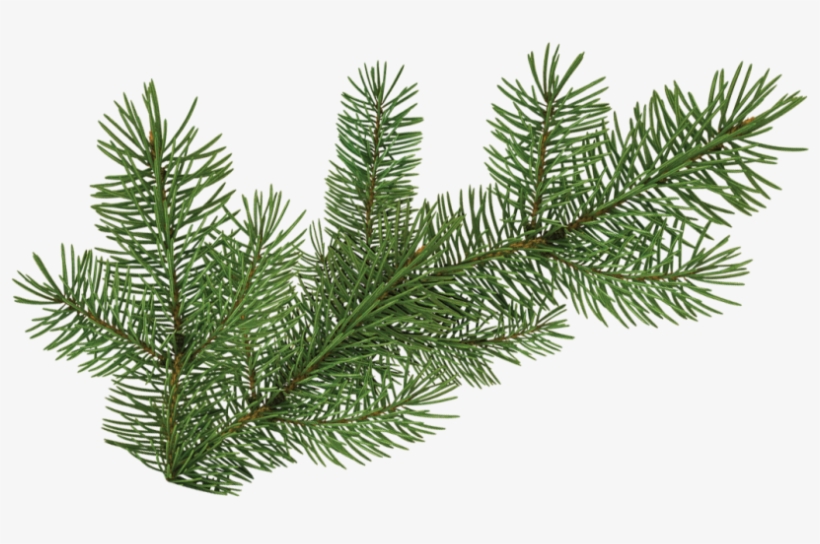 Pine Tree Branch - Portable Network Graphics, transparent png #4377025