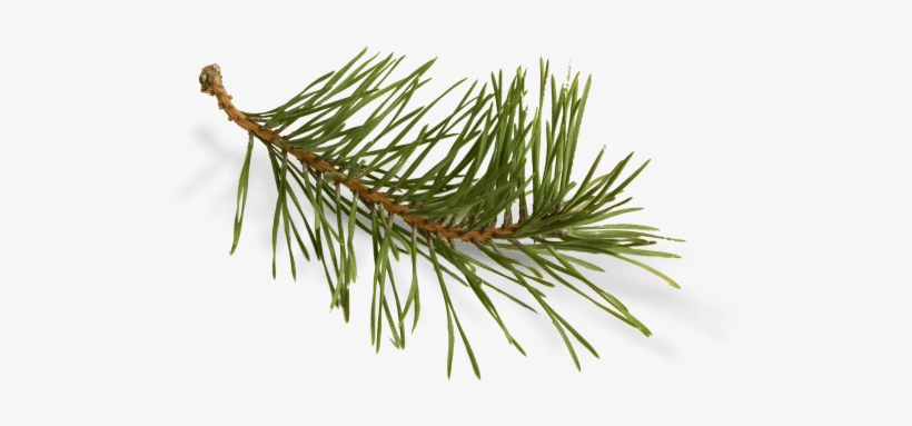 Long Needle Pine Png Clip Art Library - Sweatshirt, transparent png #4377138