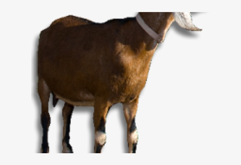 Goat Png Transparent Images - Meat, transparent png #4377829