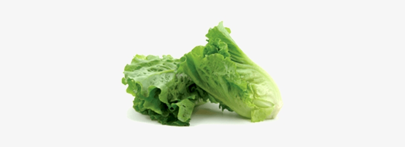 Romaine Lettuce - Romaine Lettuce Png, transparent png #4378472