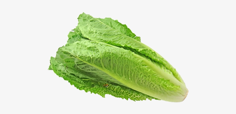 Cdc Updates Romaine Lettuce E - Lettuce, transparent png #4378579