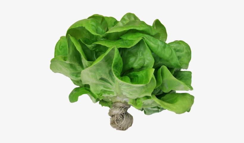 All Live Plants - Live Butter Lettuce, transparent png #4378871