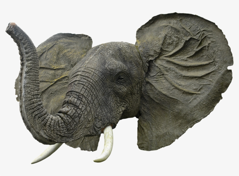 Elephant Head Png - Elephant Face Png, transparent png #4379780