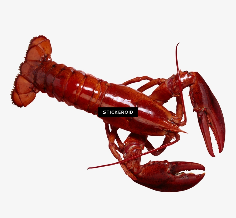 Lobster - Healthy Eating With Myplate (set), transparent png #4380260