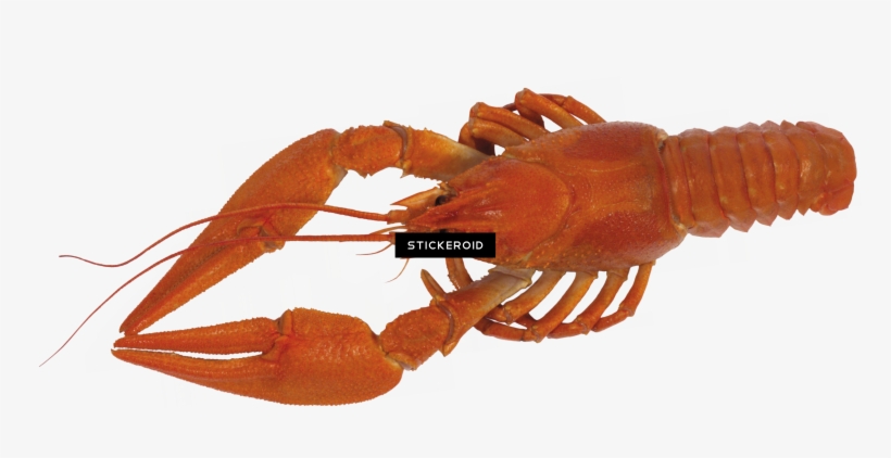 Lobster - Spiny Lobster, transparent png #4380504