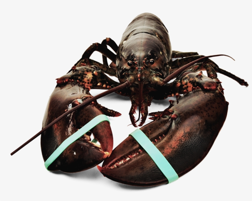 Fresh Atlantic Lobster - Bogavante, transparent png #4380545