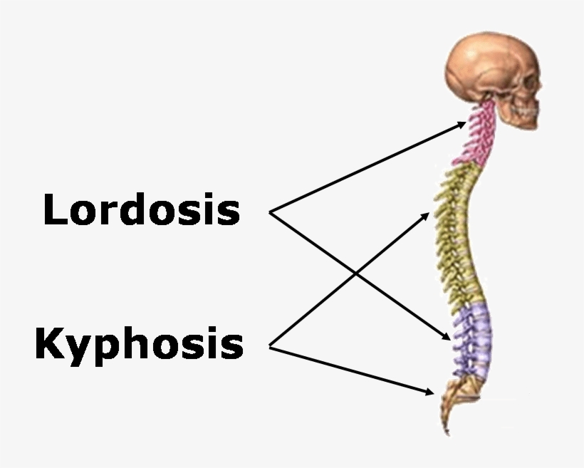 The Position Adopted By A Person Will Affect The Musculoskeletal - Vertebral Column, transparent png #4381031