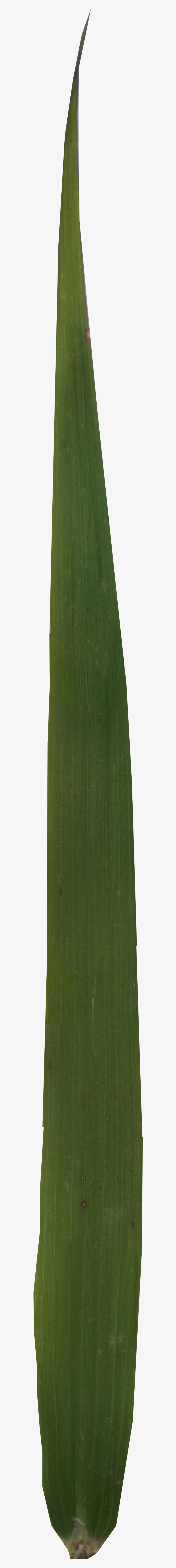 Grass, transparent png #4381719