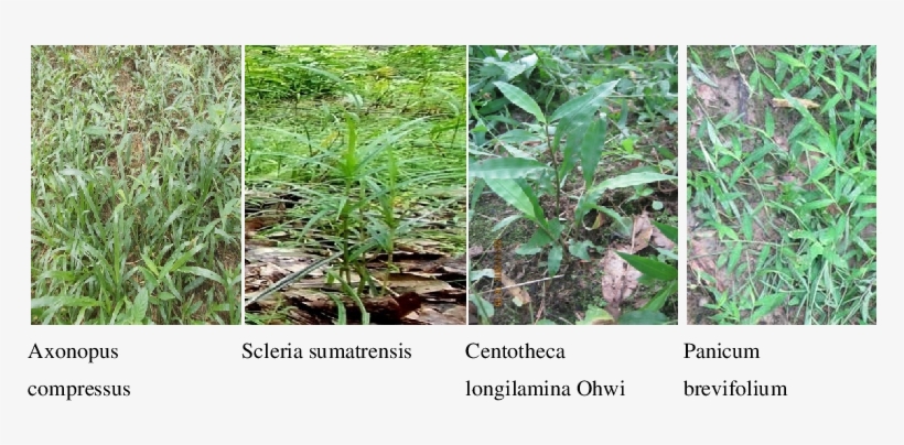 Predominant Grasses Species That Are Grown In Both - Plantation, transparent png #4382004