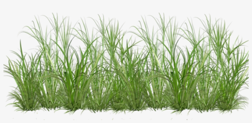 Report Abuse - Sweet Grass, transparent png #4382058