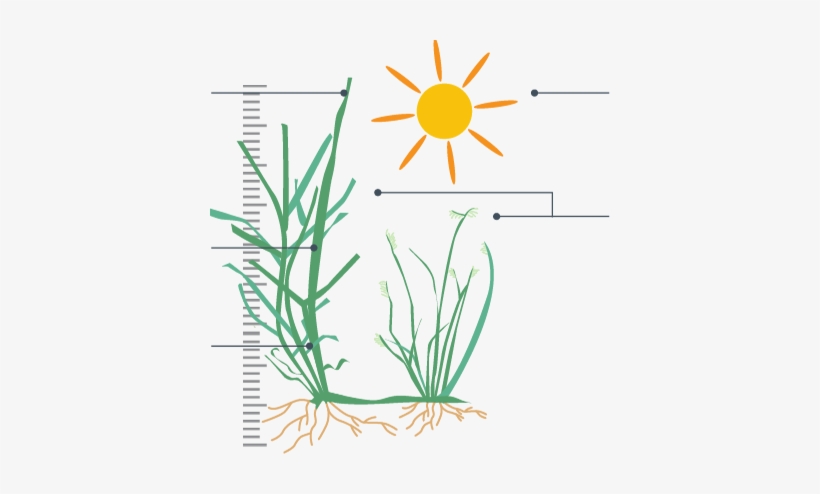 It Is A Perennial Grass Suitable For Warm Season Climates - Buffalo Grass, transparent png #4382095