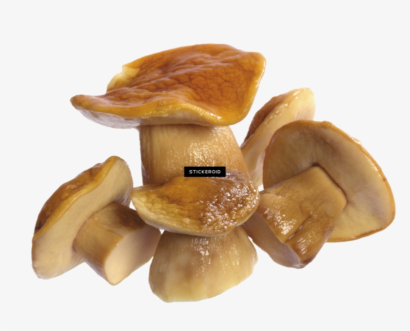 Mushroom, transparent png #4382268