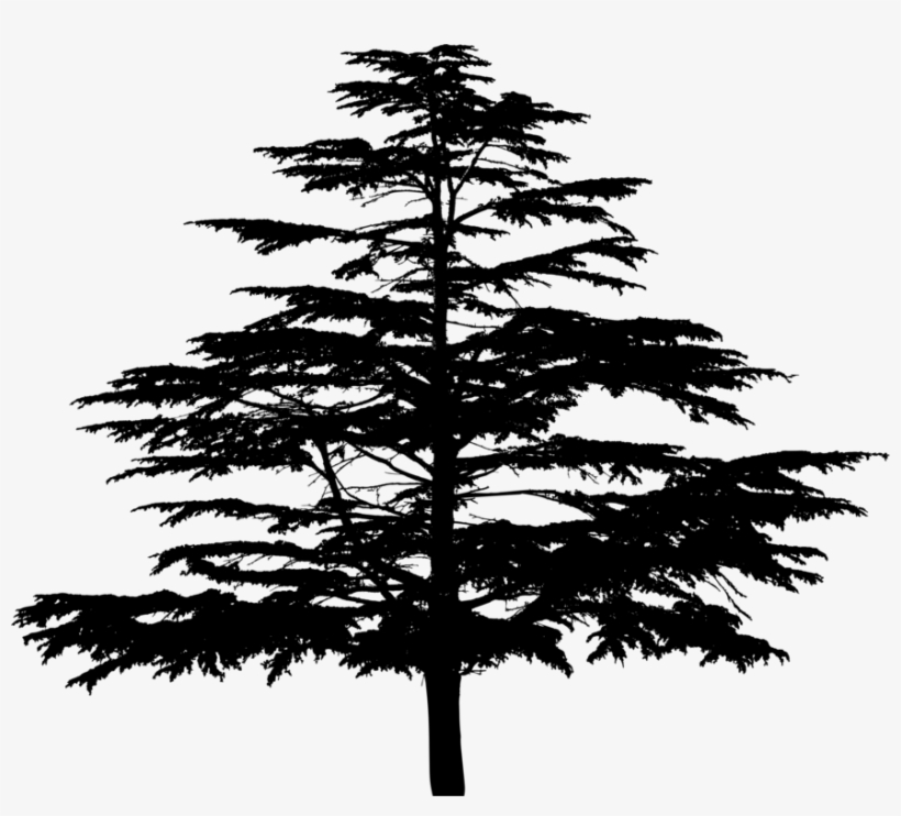 Spruce Fir Christmas Tree Larch, transparent png #4382672