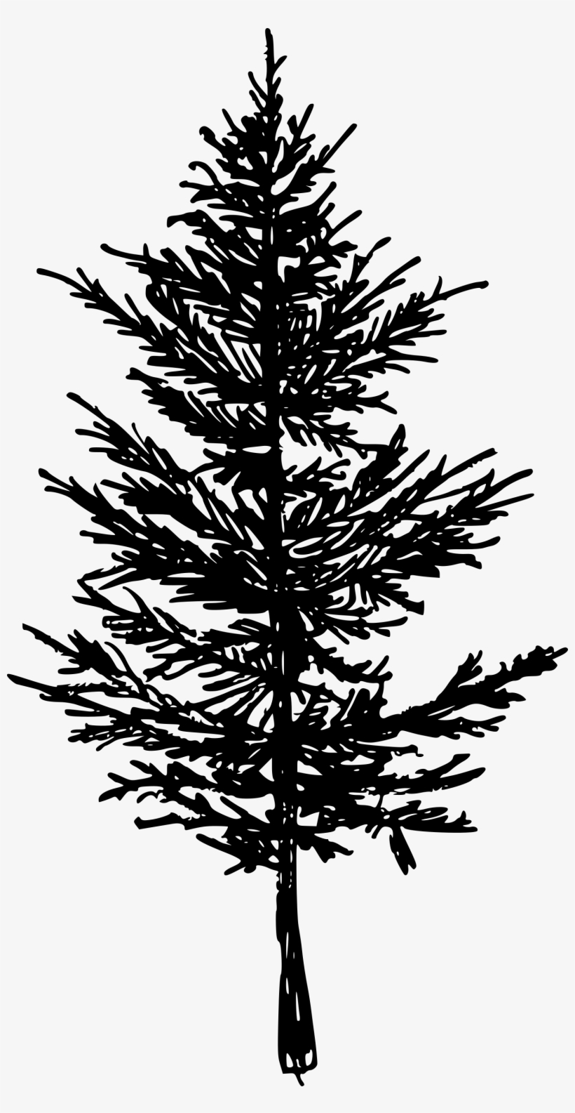Free Download - Spruce, transparent png #4382892