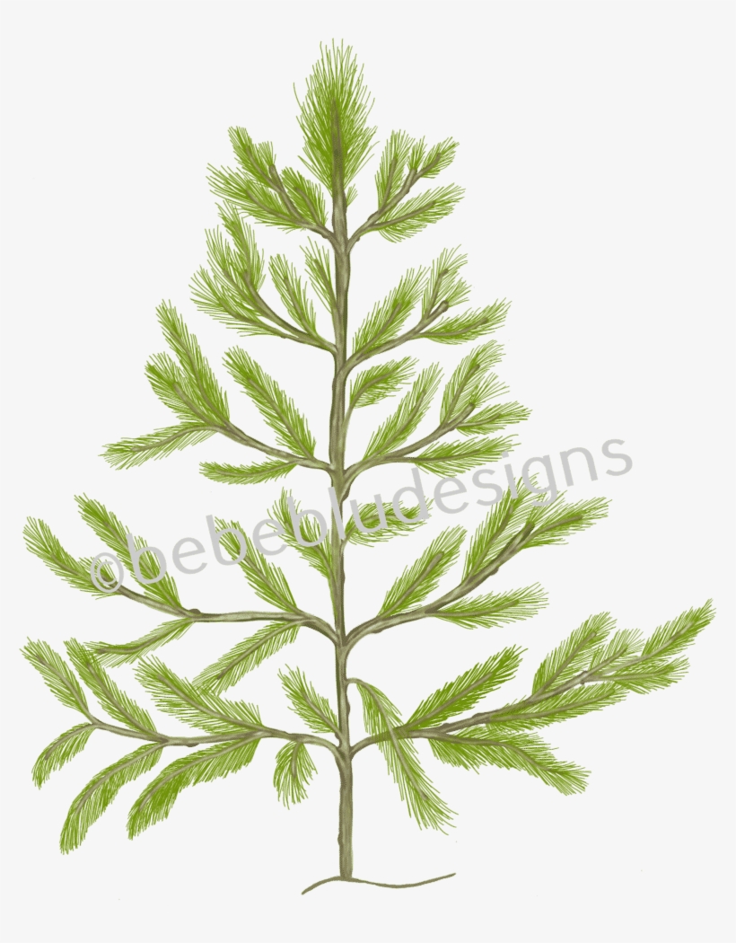 Pine Tree - Christmas Tree, transparent png #4382984