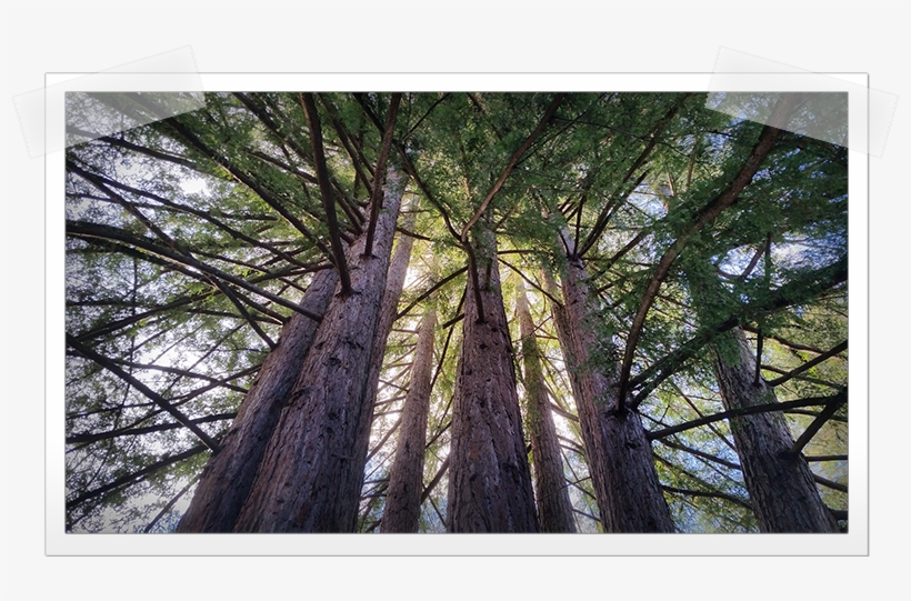 Mount Hermon Redwoods - Pond Pine, transparent png #4385041
