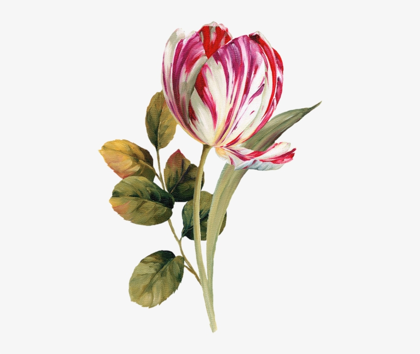 Painting Tulip - Oil Painting Flowers Png, transparent png #4385240