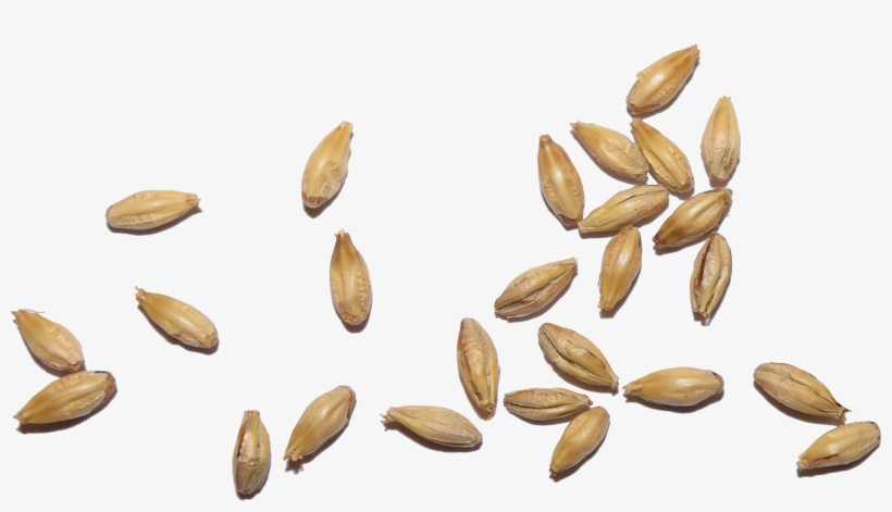 Ipec Malt - Malt Grain Png, transparent png #4385594