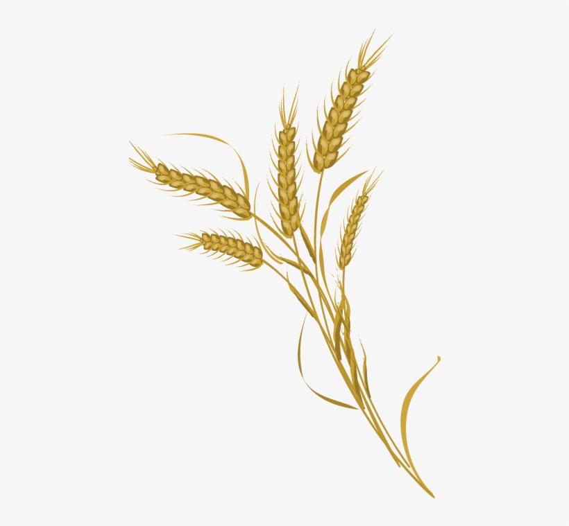 Grain Clipart Wheat Farming - Farmer Wheat Png, transparent png #4385961