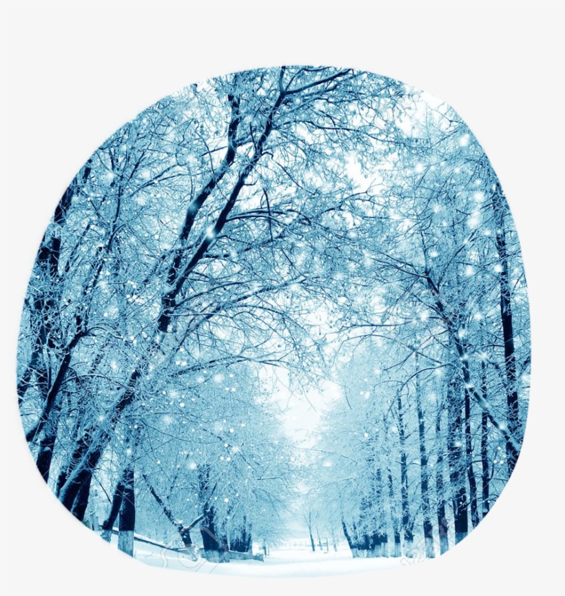 Snowdrop Clan Aesthetic - Sjoloon 10x10ft Snow Vinyl Cp Photography Backdrop, transparent png #4386257