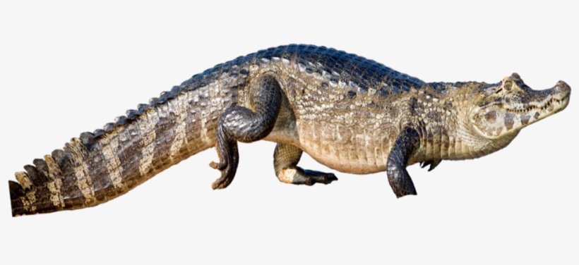 Yacare2 - Yacare Png, transparent png #4387758