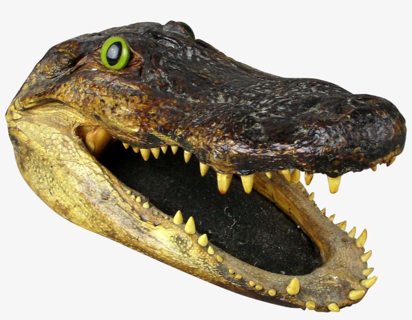 Alligator Head Png Graphic Library - Alligator Head Png, transparent png #4388085