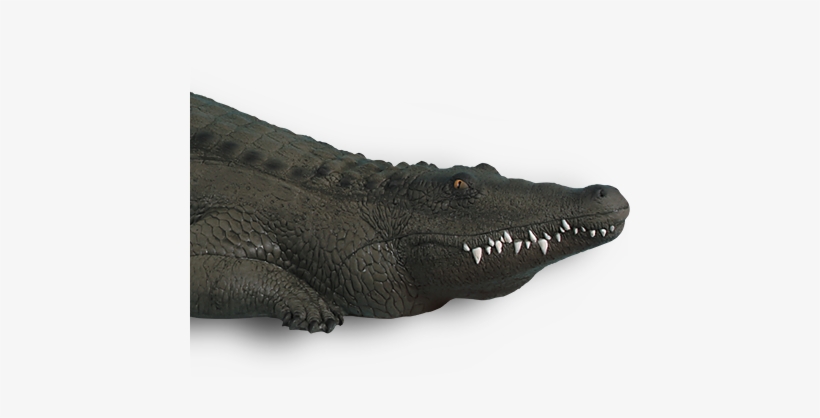 Alligator - American Crocodile, transparent png #4388125