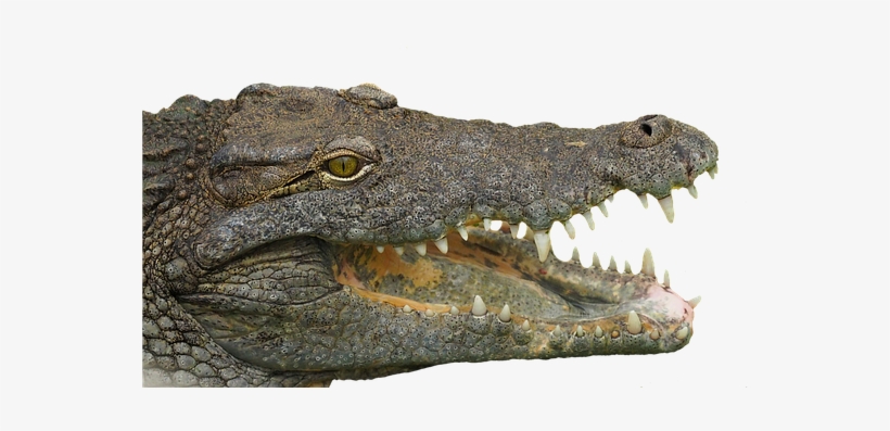 Crocodile Head Png, transparent png #4388148