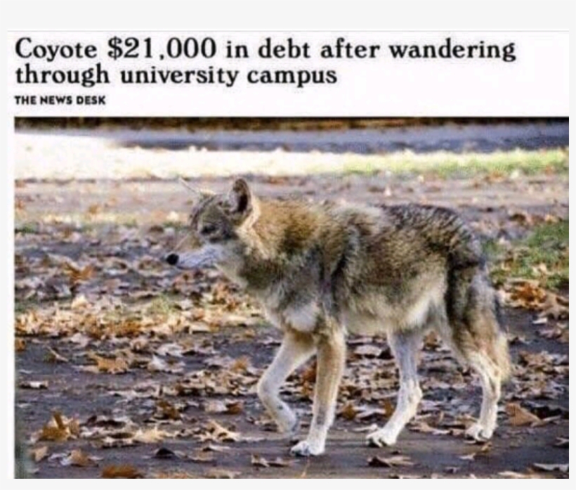The Coyotes Behind - Coyote $21000 In Debt Meme, transparent png #4388998
