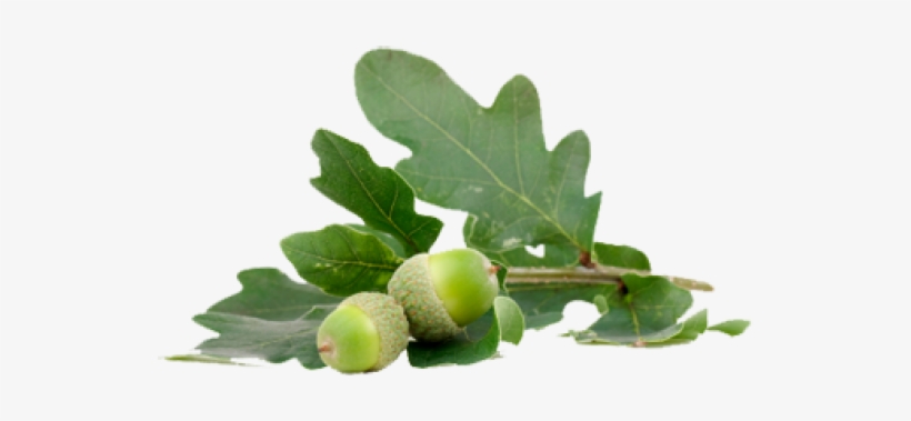 Acorn Png With Green Leaves - Жолуді Пнг, transparent png #4390668