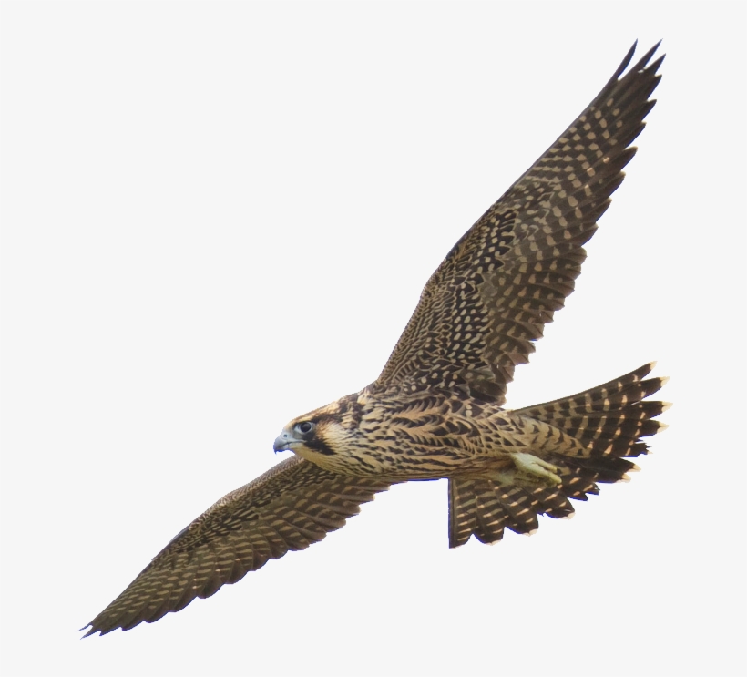 Falcon Png - Falcon Quotes, transparent png #4390910