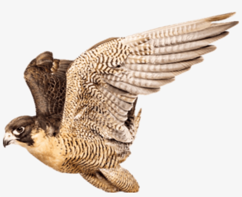 Free Png Falcon Png Images Transparent - Хищная Птица На Прозрачном Фоне, transparent png #4391002