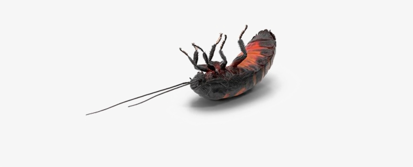 Cockroach Png Transparent Background - Madagascar Hissing Cockroach, transparent png #4391777