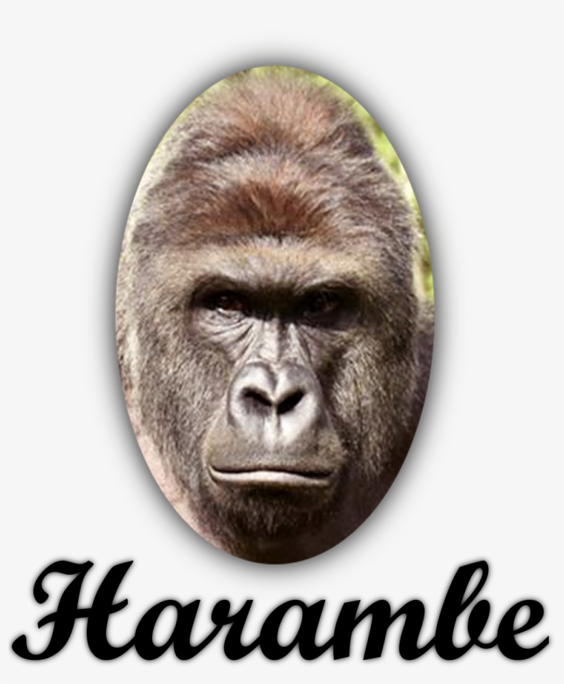 Harambism On Twitter - Harambe Poster Tribute Tote Bag, transparent png #4393034