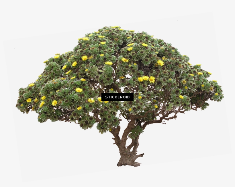 Tree Bush - Portable Network Graphics, transparent png #4393037