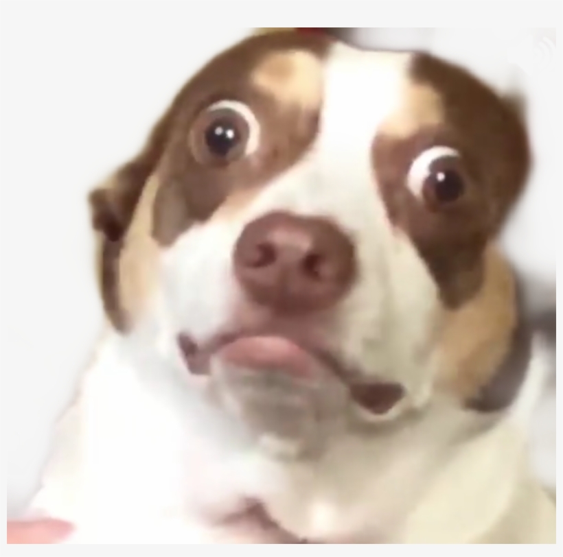 Yeah I Got You On Camera Dog, transparent png #4394496