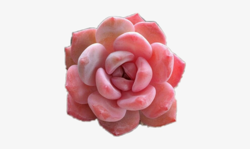 #spring#flower#hard Has Arrived#springy#spring Overlay#flower - Pink Succulent Transparent, transparent png #4395280